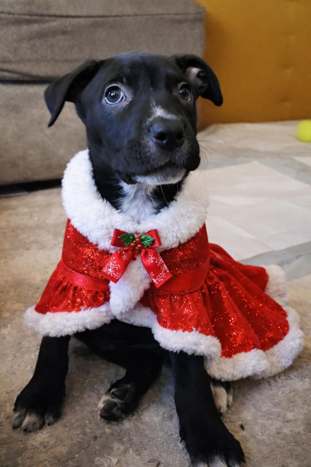 Enlarge Liesel The Hippo, a Adoptable mixed breed in Lacey, WA image 2/2