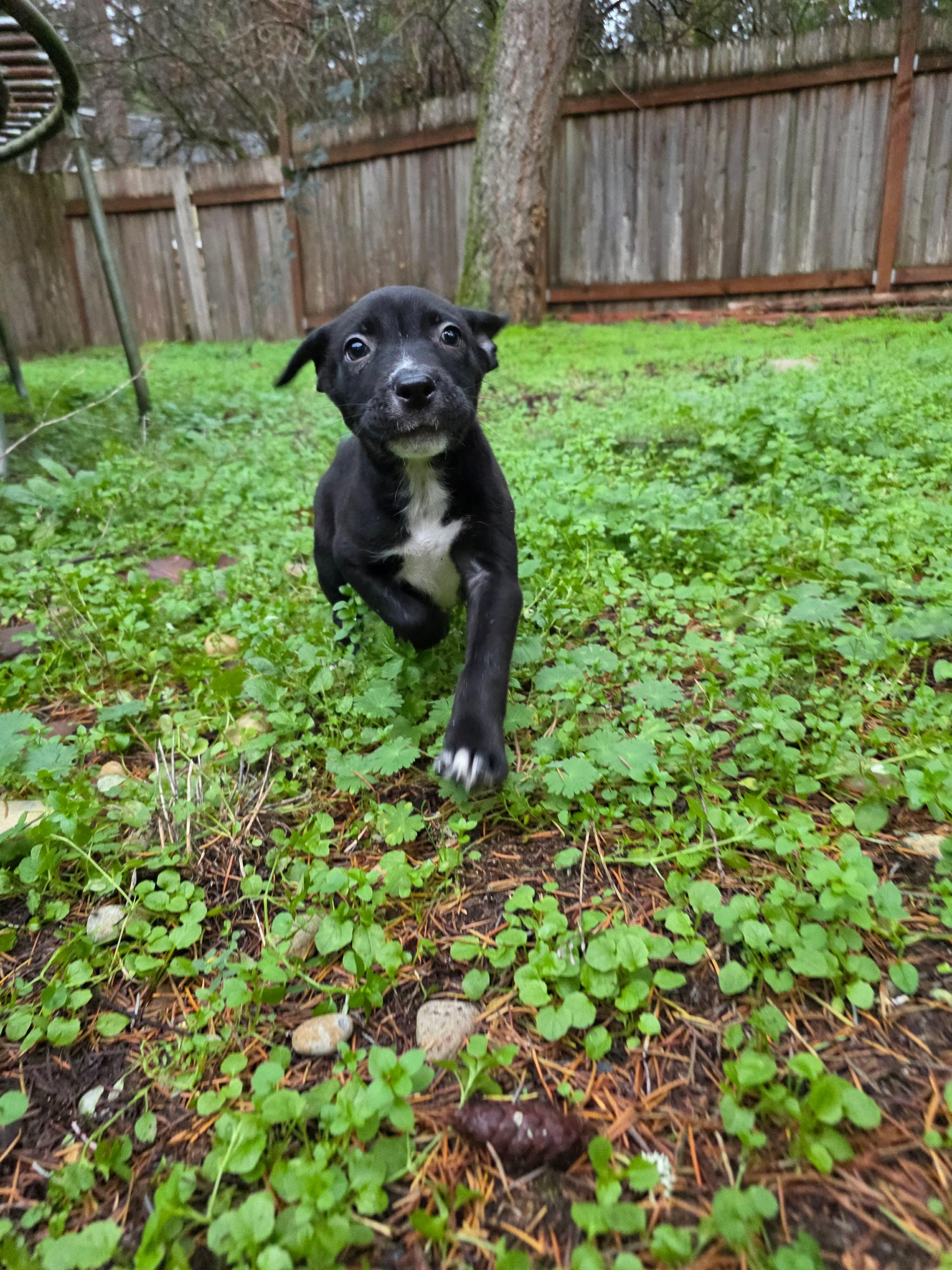 Liesel The Happy Pup, a Adoptable mixed breed in Lacey, WA image 2/6