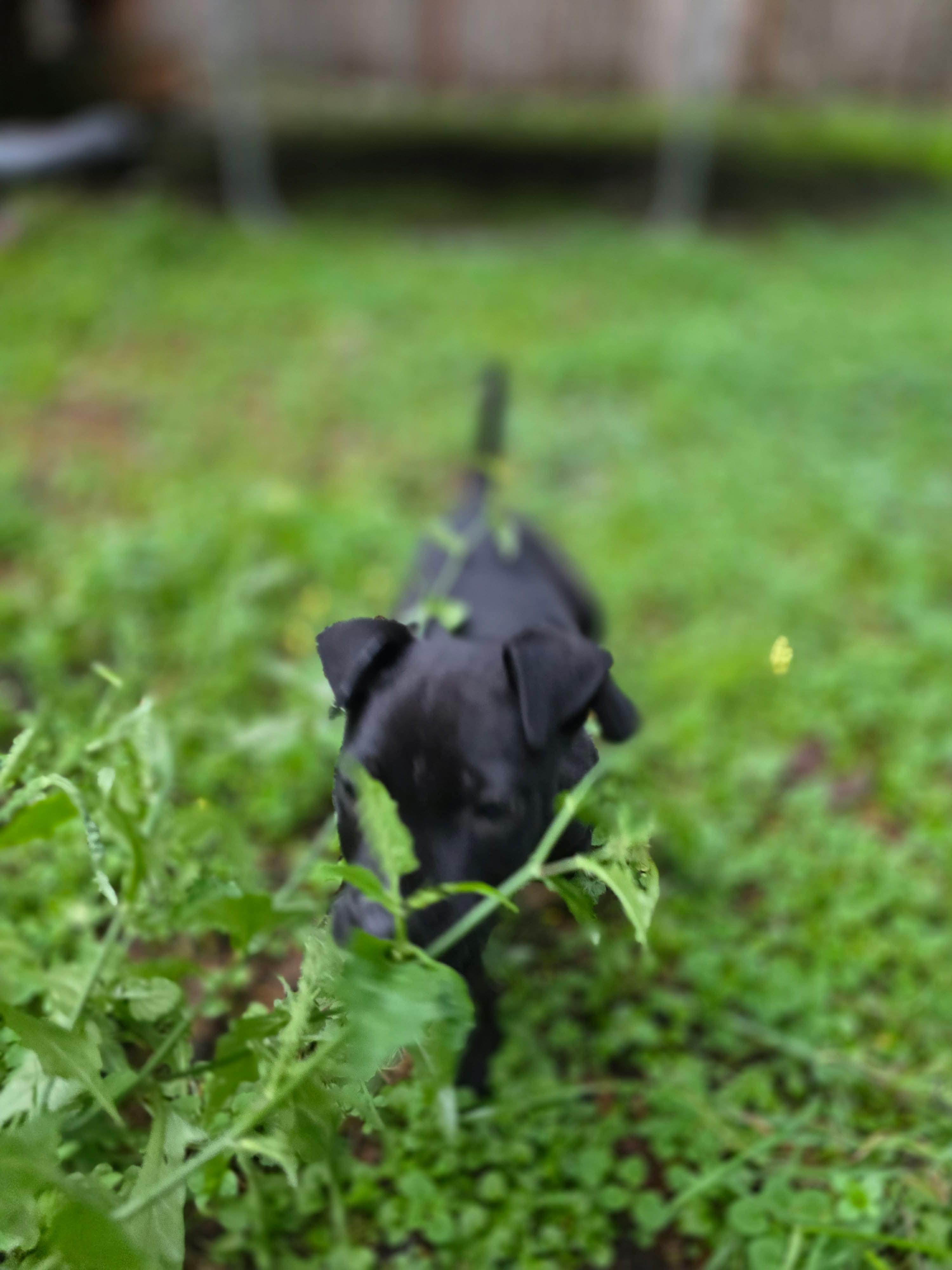 Liesel The Happy Pup, a Adoptable mixed breed in Lacey, WA image 3/6