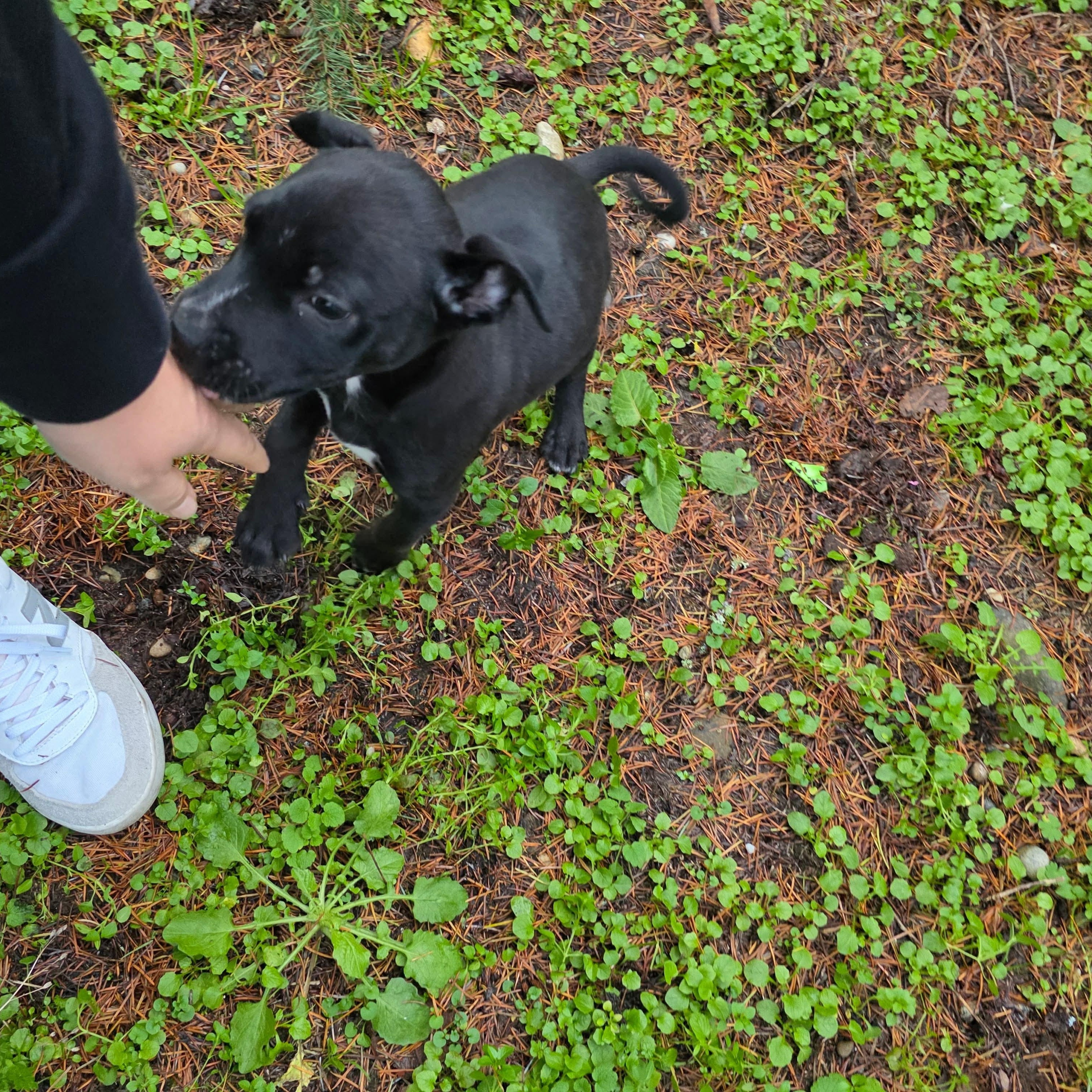 Liesel The Happy Pup, a Adoptable mixed breed in Lacey, WA image 4/6