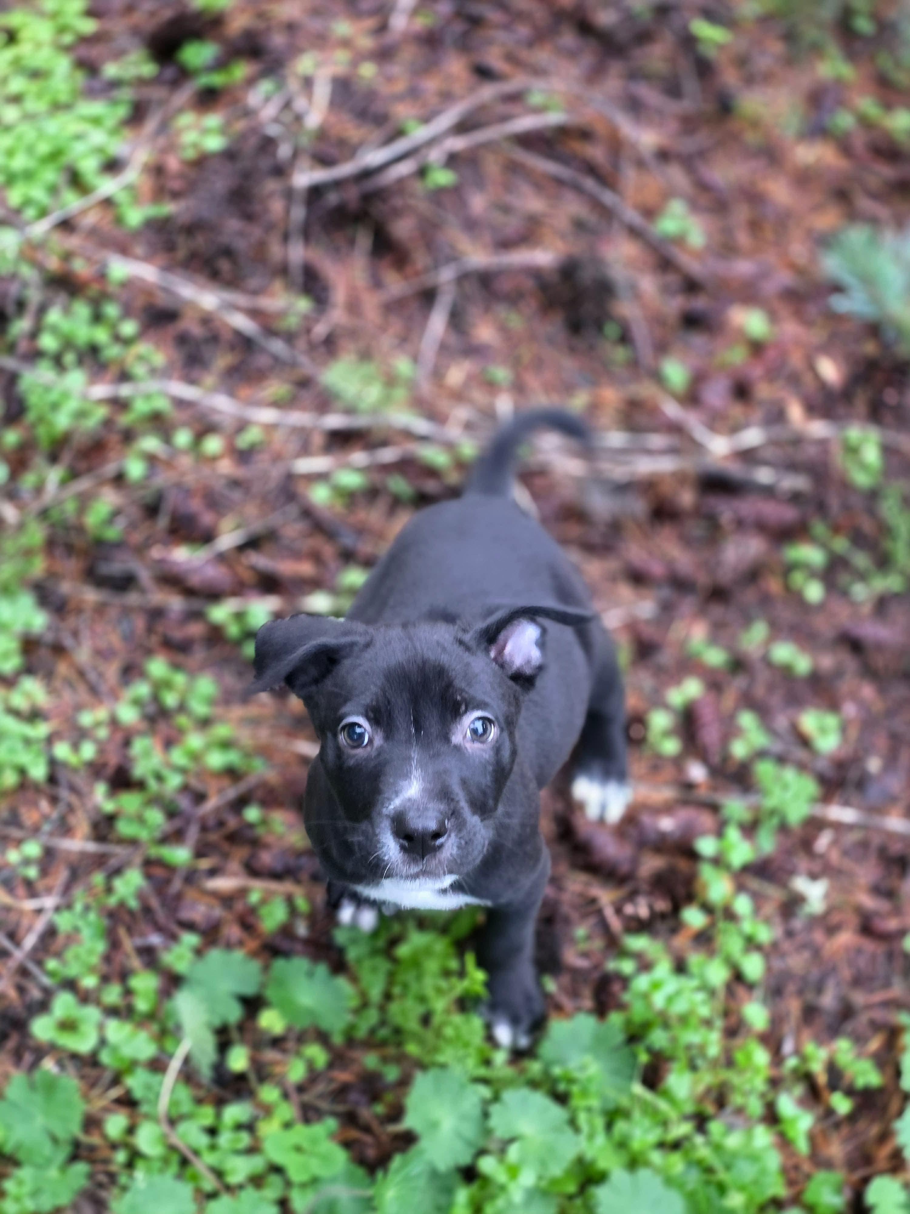 Liesel The Happy Pup, a Adoptable mixed breed in Lacey, WA image 5/6