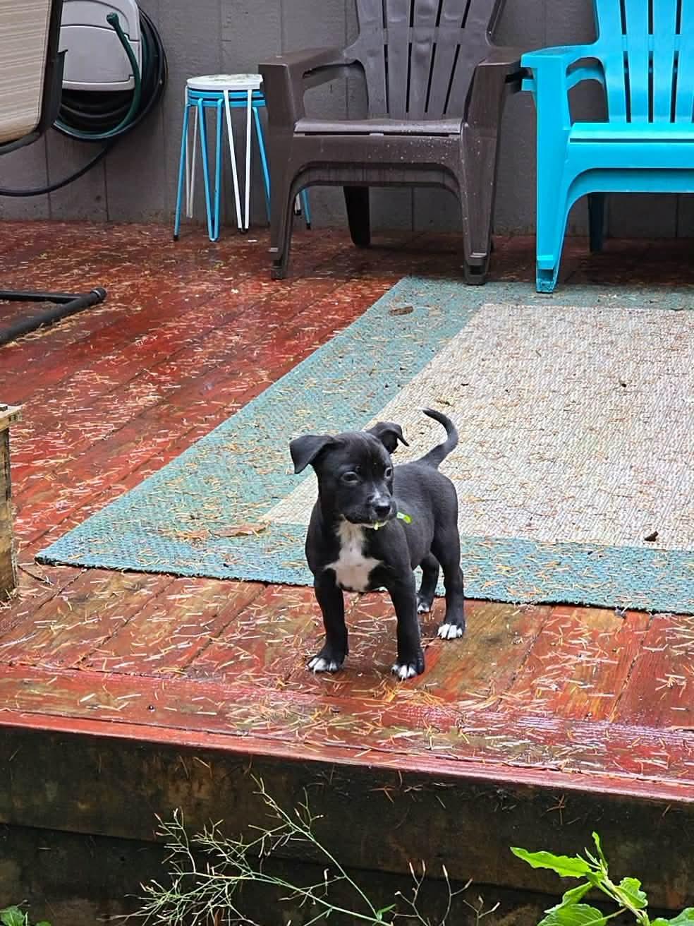 Liesel The Happy Pup, a Adoptable mixed breed in Lacey, WA image 6/6