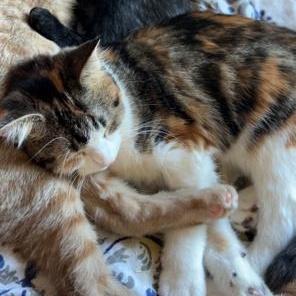 Enlarge Norma, a Adoptable Domestic Short Hair in Rice, MN image 1/5