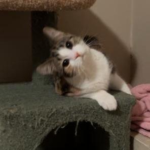 Enlarge Norma, a Adoptable Domestic Short Hair in Rice, MN image 2/5