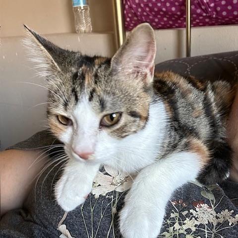Enlarge Norma, a Adoptable Domestic Short Hair in Rice, MN image 3/5