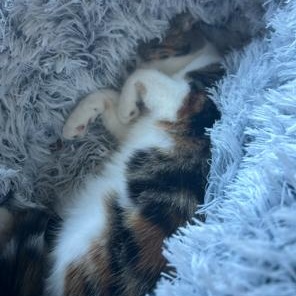 Enlarge Norma, a ADOPTABLE Domestic Short Hair in Rice, MN image 3/5