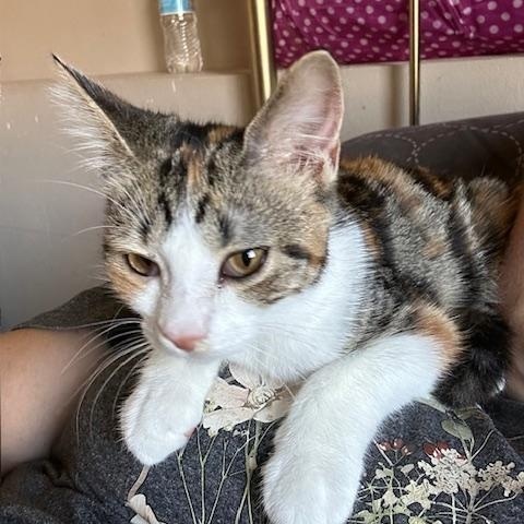 Enlarge Norma, a ADOPTABLE Domestic Short Hair in Rice, MN image 4/5