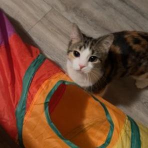 Enlarge Norma, a Adoptable Domestic Short Hair in Rice, MN image 4/5