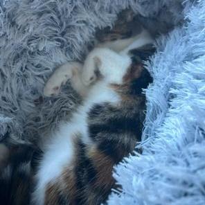 Enlarge Norma, a Adoptable Domestic Short Hair in Rice, MN image 5/5