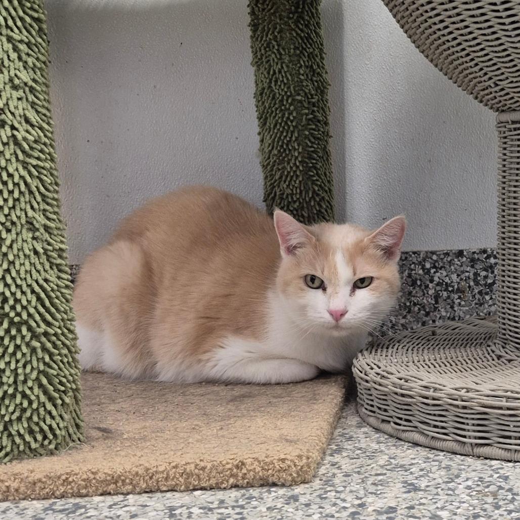 Enlarge Twinkie, a Adoptable Domestic Short Hair in Kingman, KS image 1/3