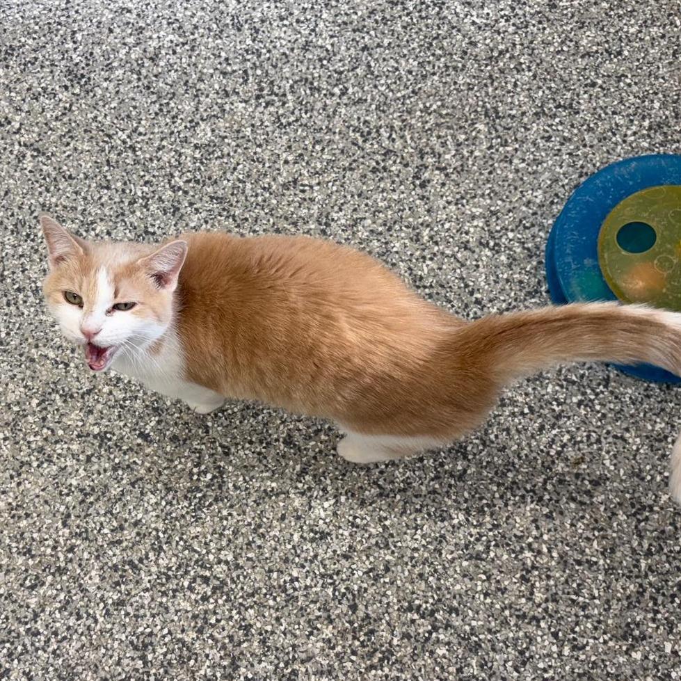 Enlarge Twinkie, a Adoptable Domestic Short Hair in Kingman, KS image 2/3