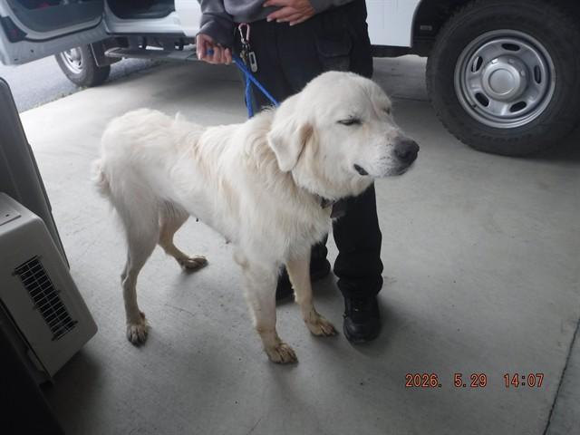 AMBER, Adoptable, Young Female Great Pyrenees.