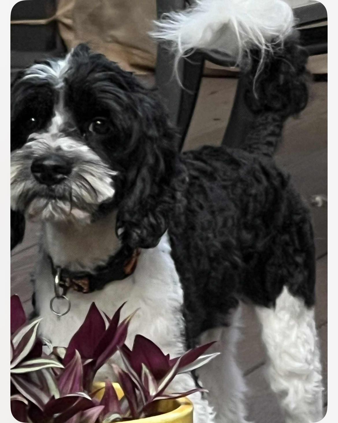 King Summers, an adoptable Cavapoo in Philadelphia, PA, 19145 | Photo Image 3