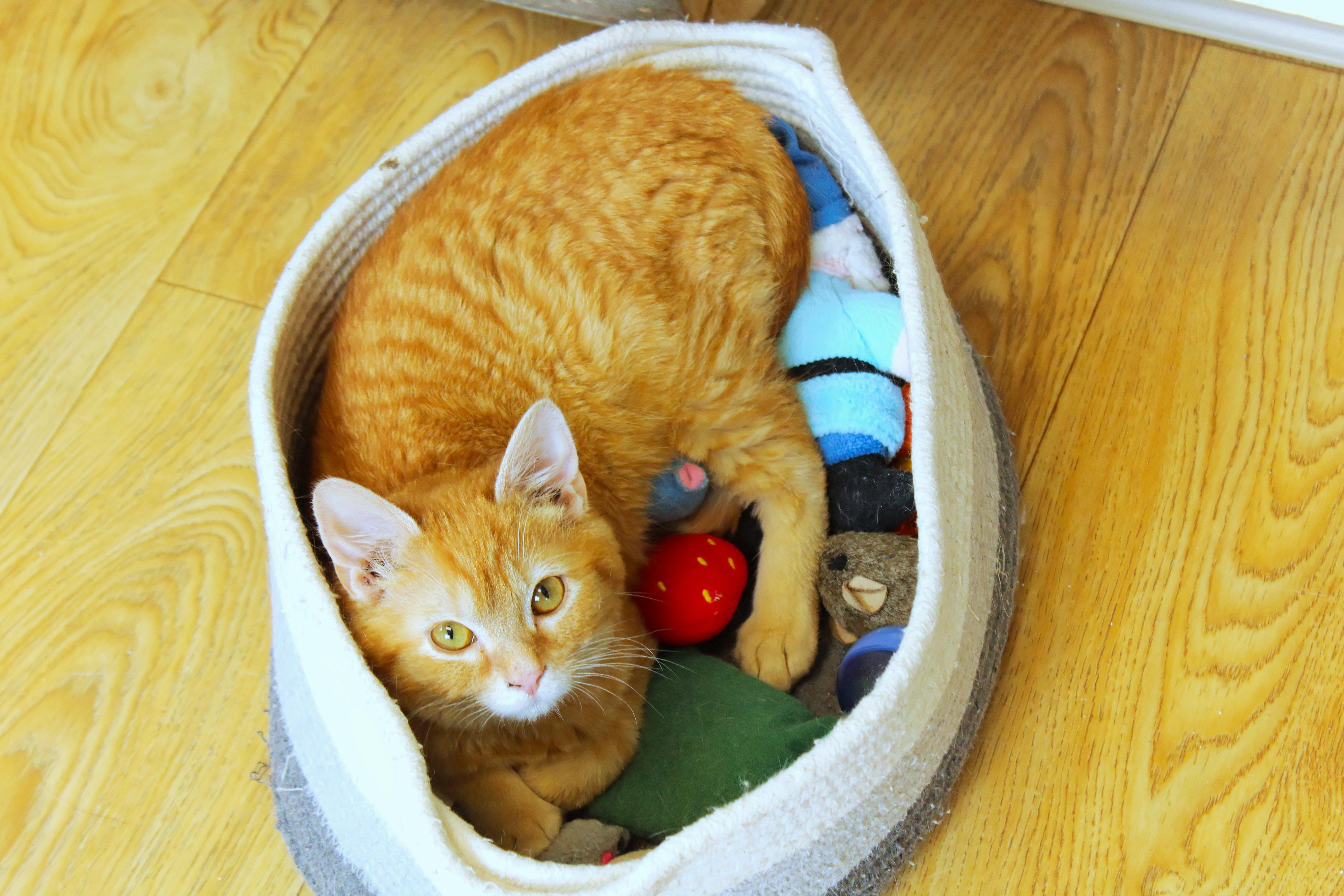 Sol, a ADOPTABLE Domestic Medium Hair in Urbana, OH image 2/6