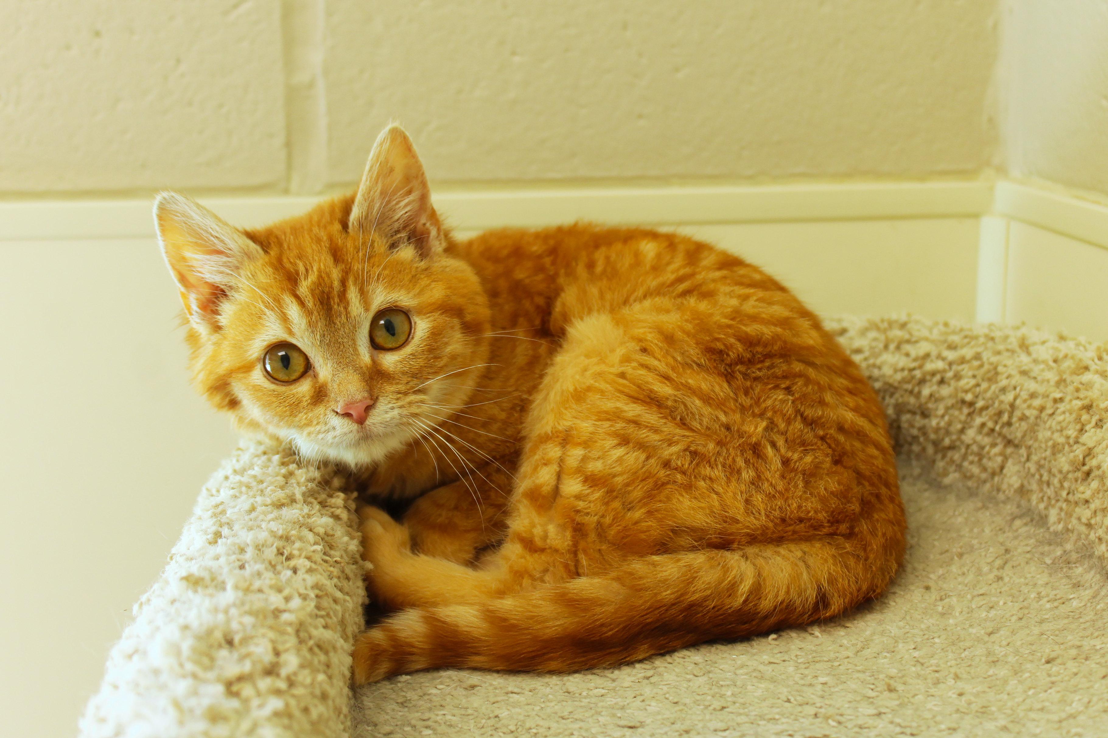 Sol, a ADOPTABLE Domestic Medium Hair in Urbana, OH image 4/6