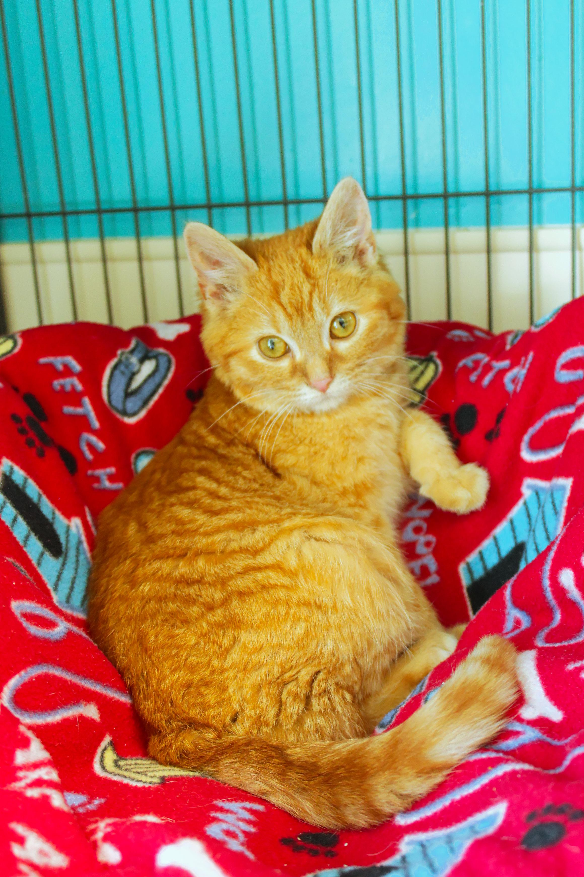 Sol, a ADOPTABLE Domestic Medium Hair in Urbana, OH image 5/6