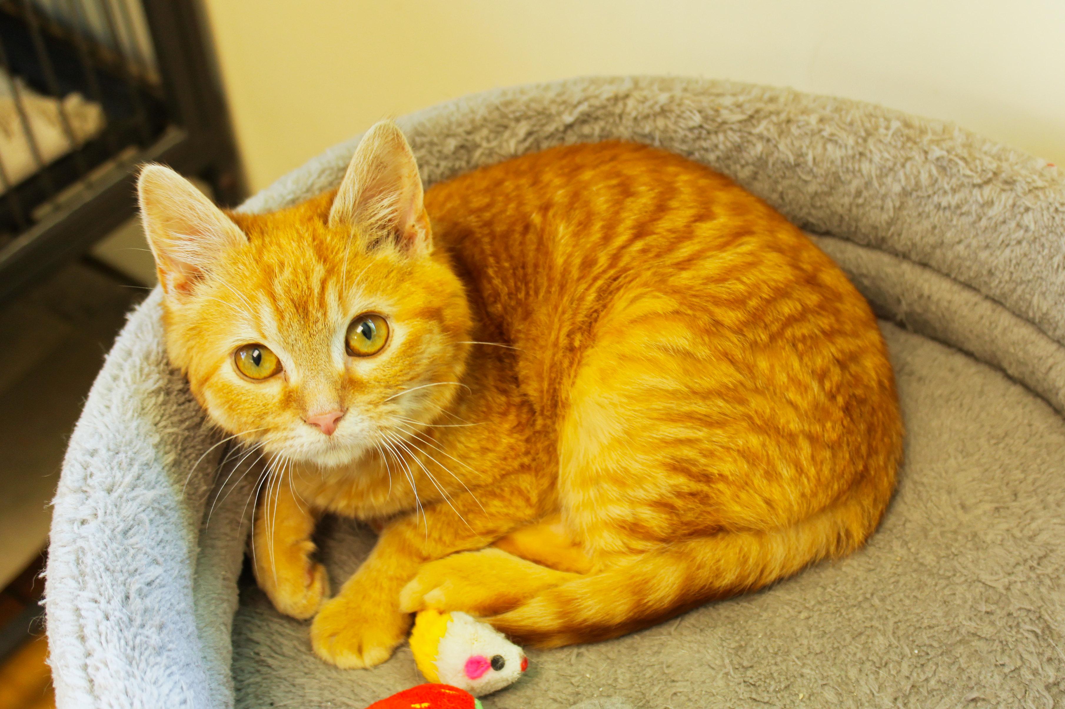 Sol, a ADOPTABLE Domestic Medium Hair in Urbana, OH image 1/6