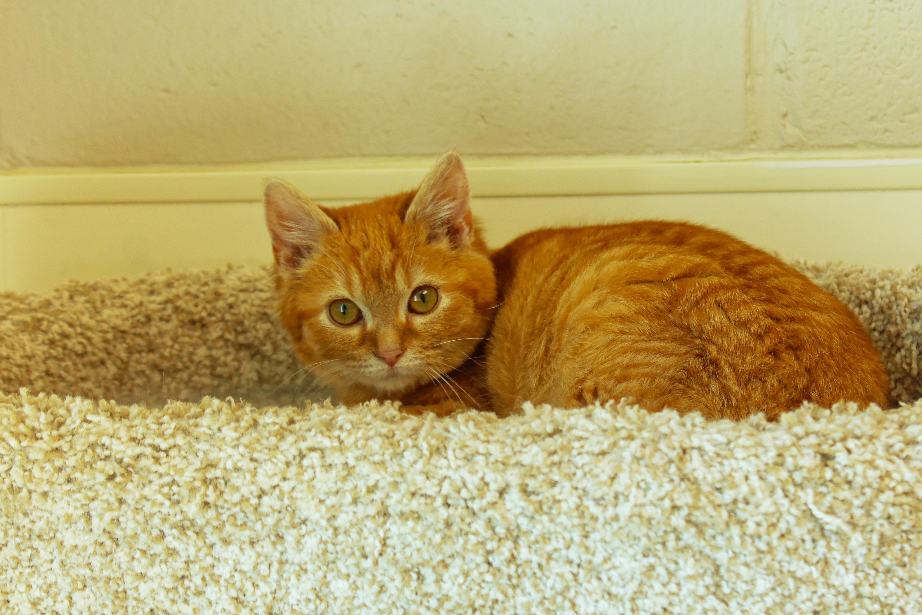 Sol, a ADOPTABLE Domestic Medium Hair in Urbana, OH image 6/6