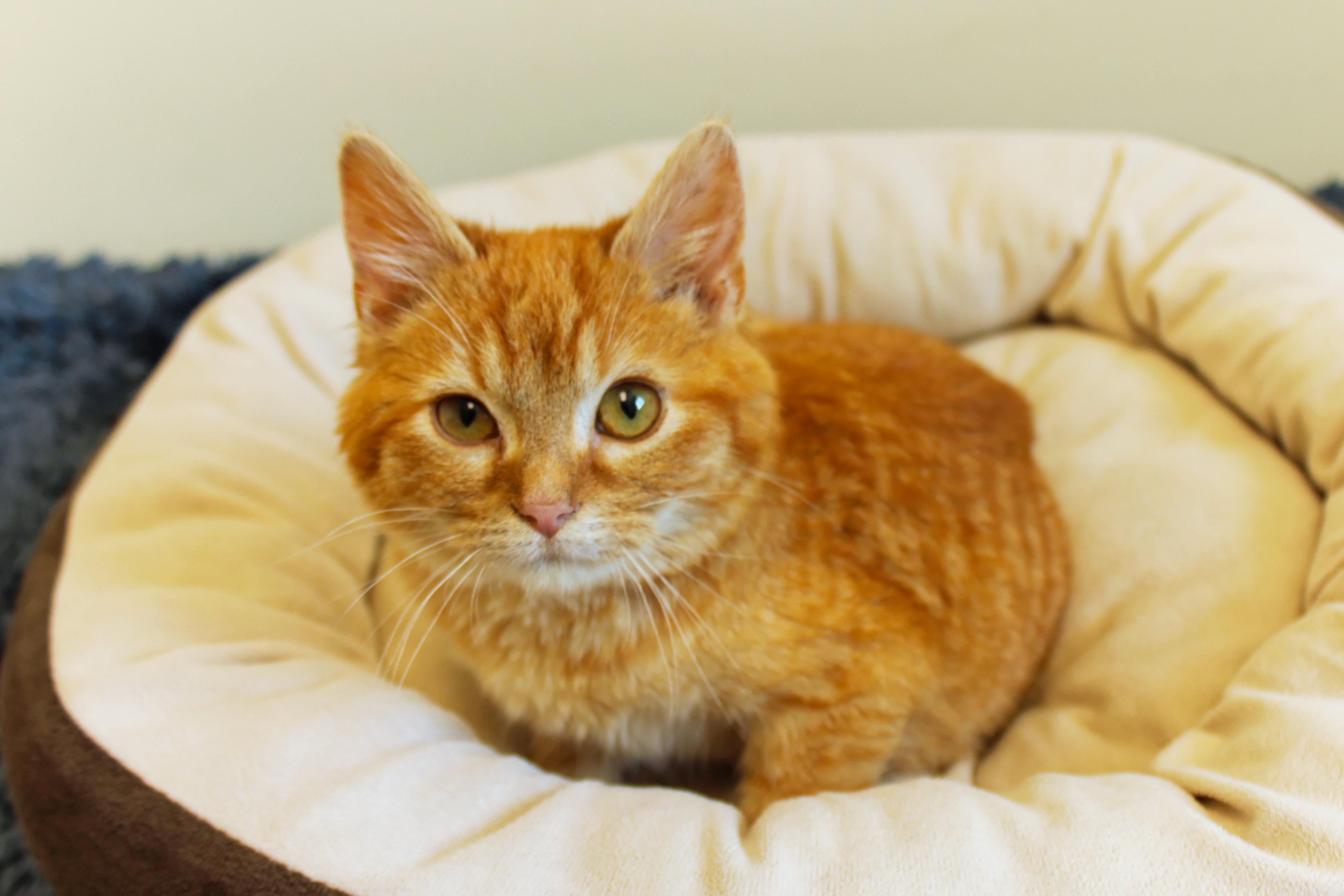 Sol, a ADOPTABLE Domestic Medium Hair in Urbana, OH image 3/6