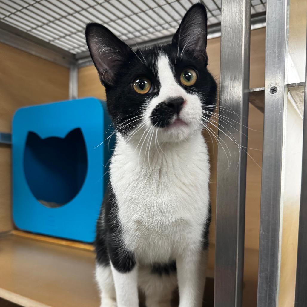 Blueberry Muffin, Adoptable, Young Male Domestic Short Hair.