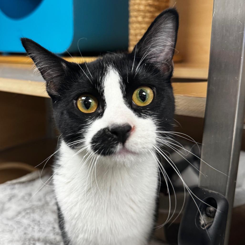 Enlarge Blueberry Muffin, a Adoptable Domestic Short Hair in Brookfield, WI image 2/2