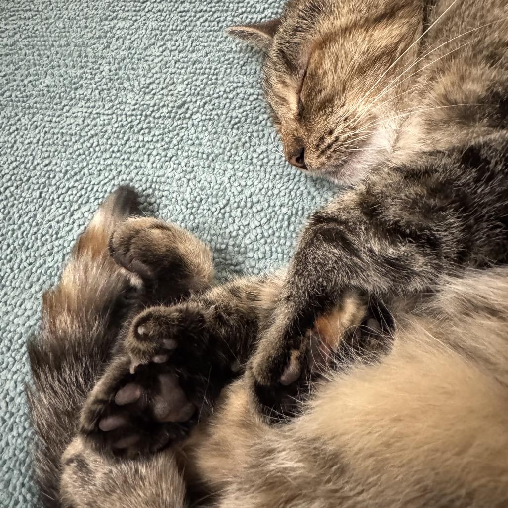 25-187 Bean, Adoptable, Adult Female Extra-Toes Cat / Hemingway Polydactyl.