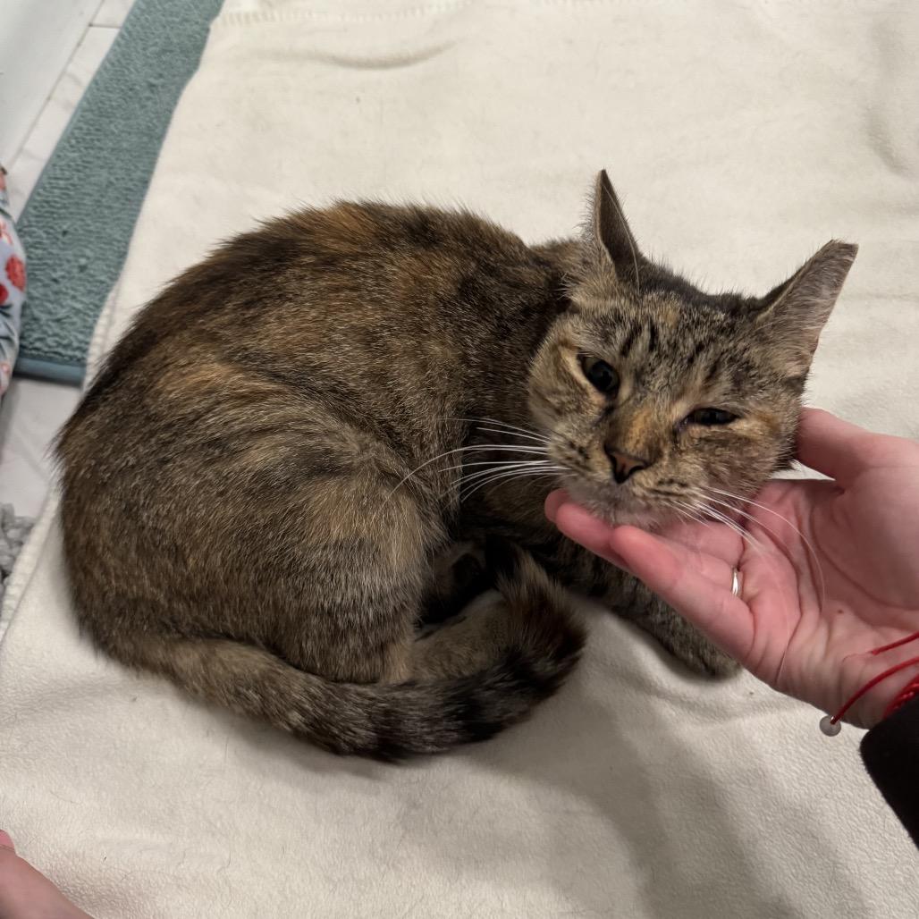 Enlarge 25-187 Bean, a Adoptable Extra-Toes Cat / Hemingway Polydactyl in North Branford, CT image 3/5