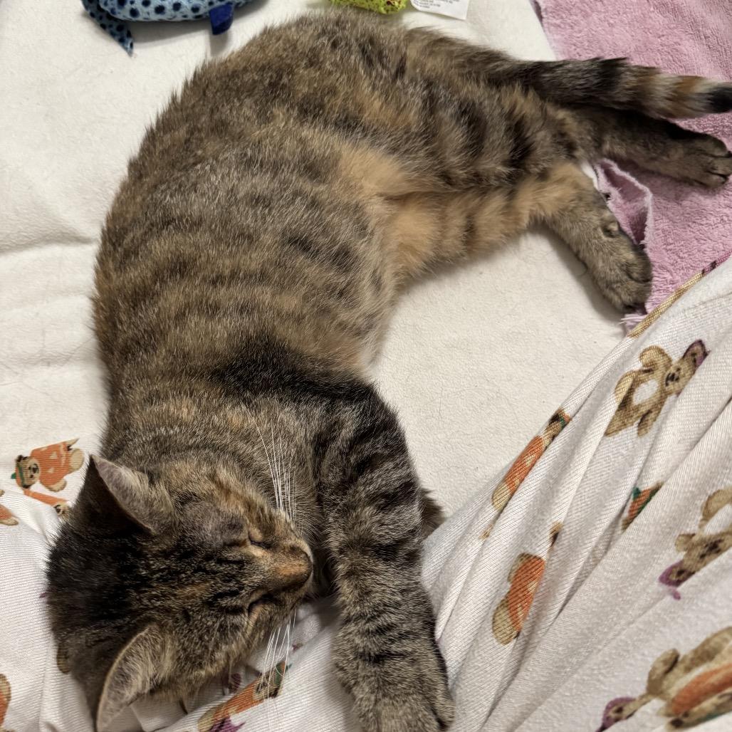 Enlarge 25-187 Bean, a Adoptable Extra-Toes Cat / Hemingway Polydactyl in North Branford, CT image 4/5