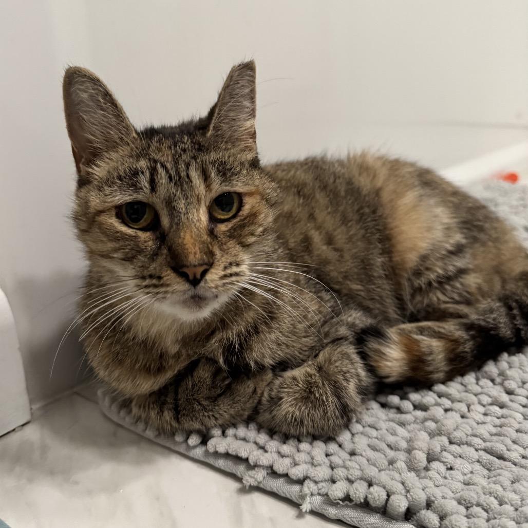 Enlarge 25-187 Bean, a Adoptable Extra-Toes Cat / Hemingway Polydactyl in North Branford, CT image 5/5