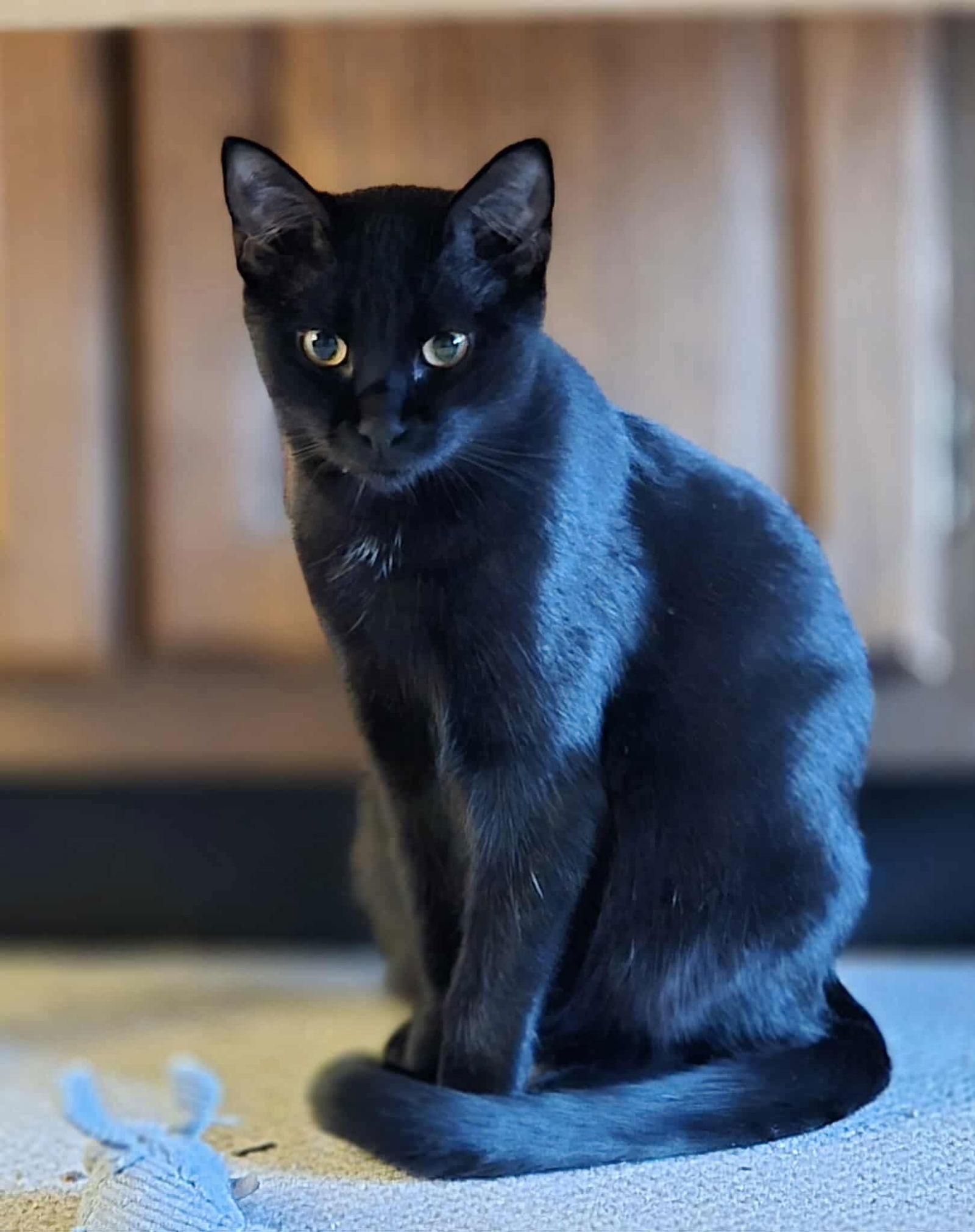 Sampson, Adoptable, Young Male Domestic Short Hair.