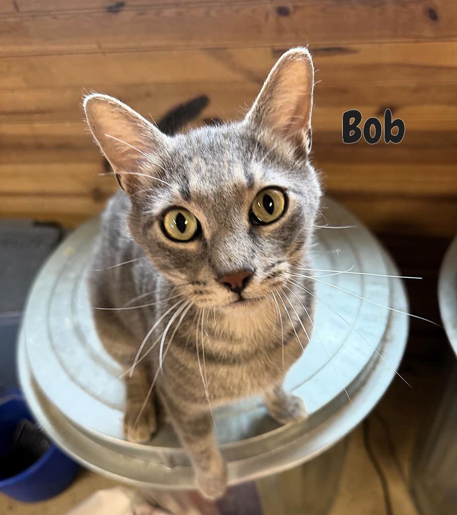 Bob, Adoptable, Young Male Domestic Short Hair.
