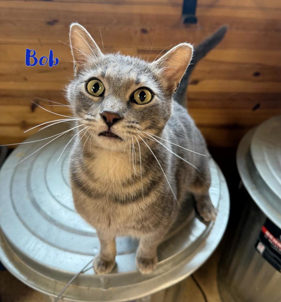 Enlarge Bob, a Adoptable mixed breed in Fort Oglethorpe, GA image 2/4