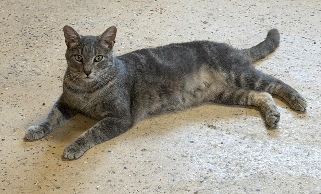 Enlarge Bob, a Adoptable mixed breed in Fort Oglethorpe, GA image 3/4