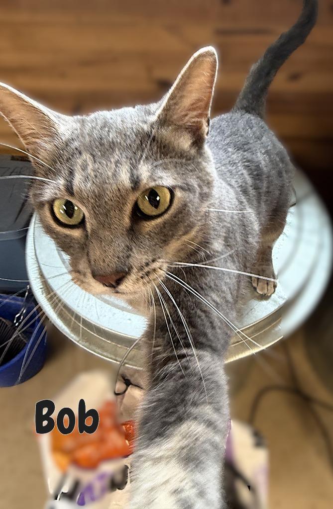 Enlarge Bob, a Adoptable mixed breed in Fort Oglethorpe, GA image 4/4