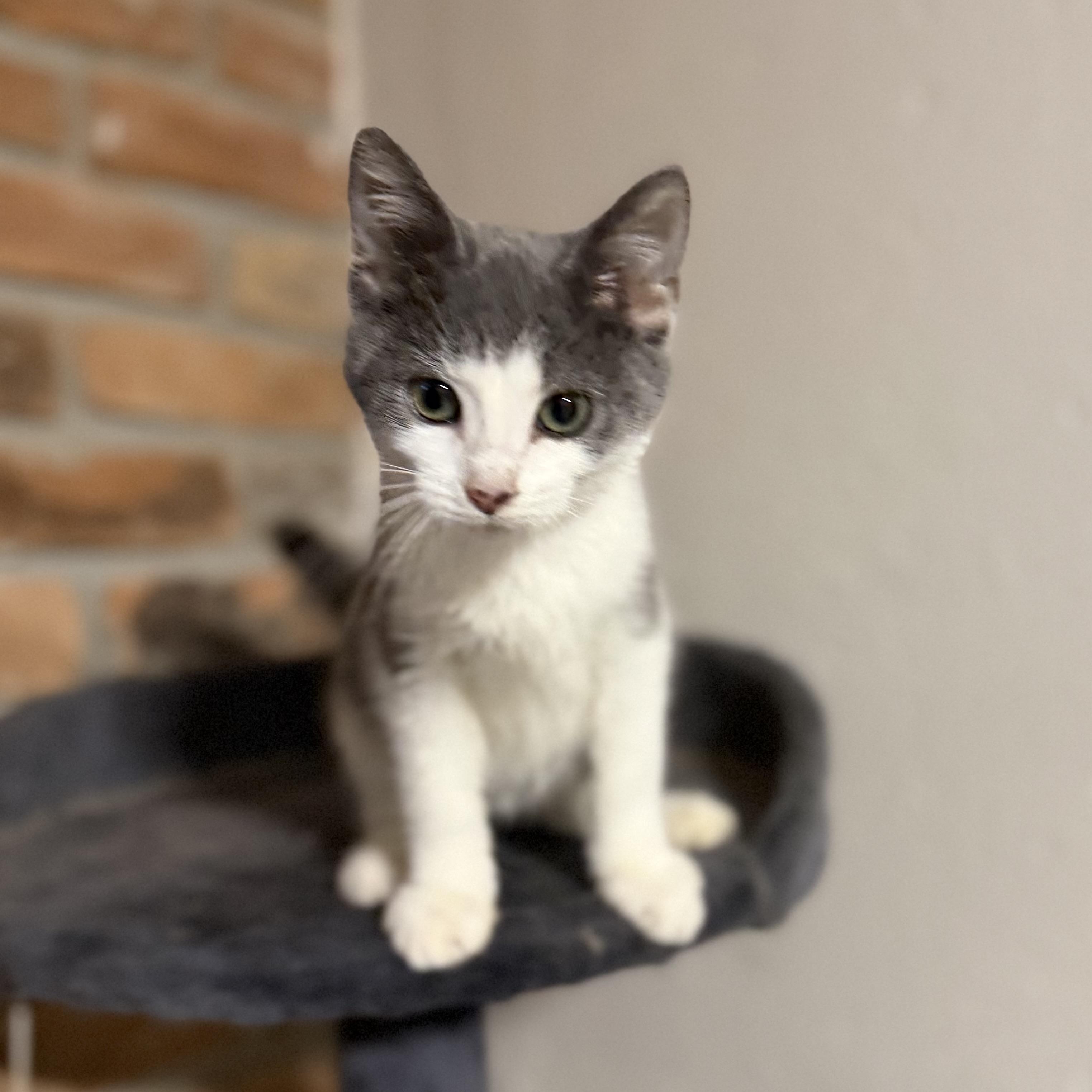 Enlarge Percy, an adopted Domestic Short Hair in Pocatello, ID image 4/6