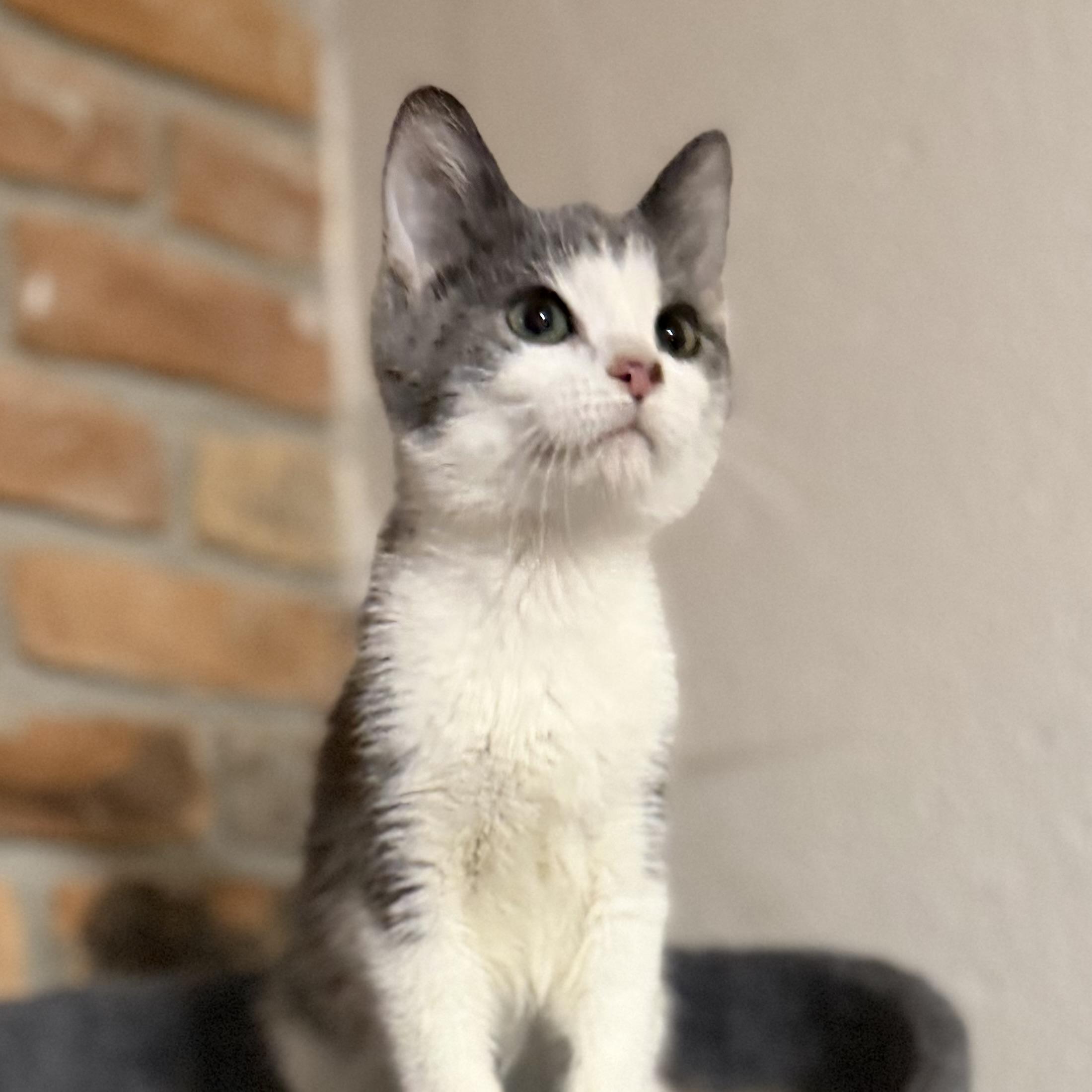 Percy, adopted, Kitten Male Domestic Short Hair.