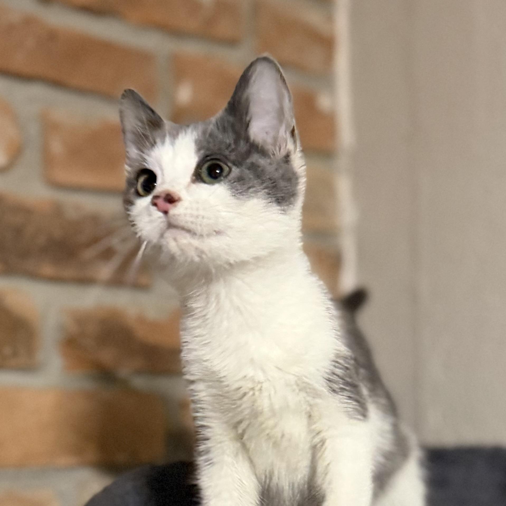 Enlarge Percy, an adopted Domestic Short Hair in Pocatello, ID image 2/6