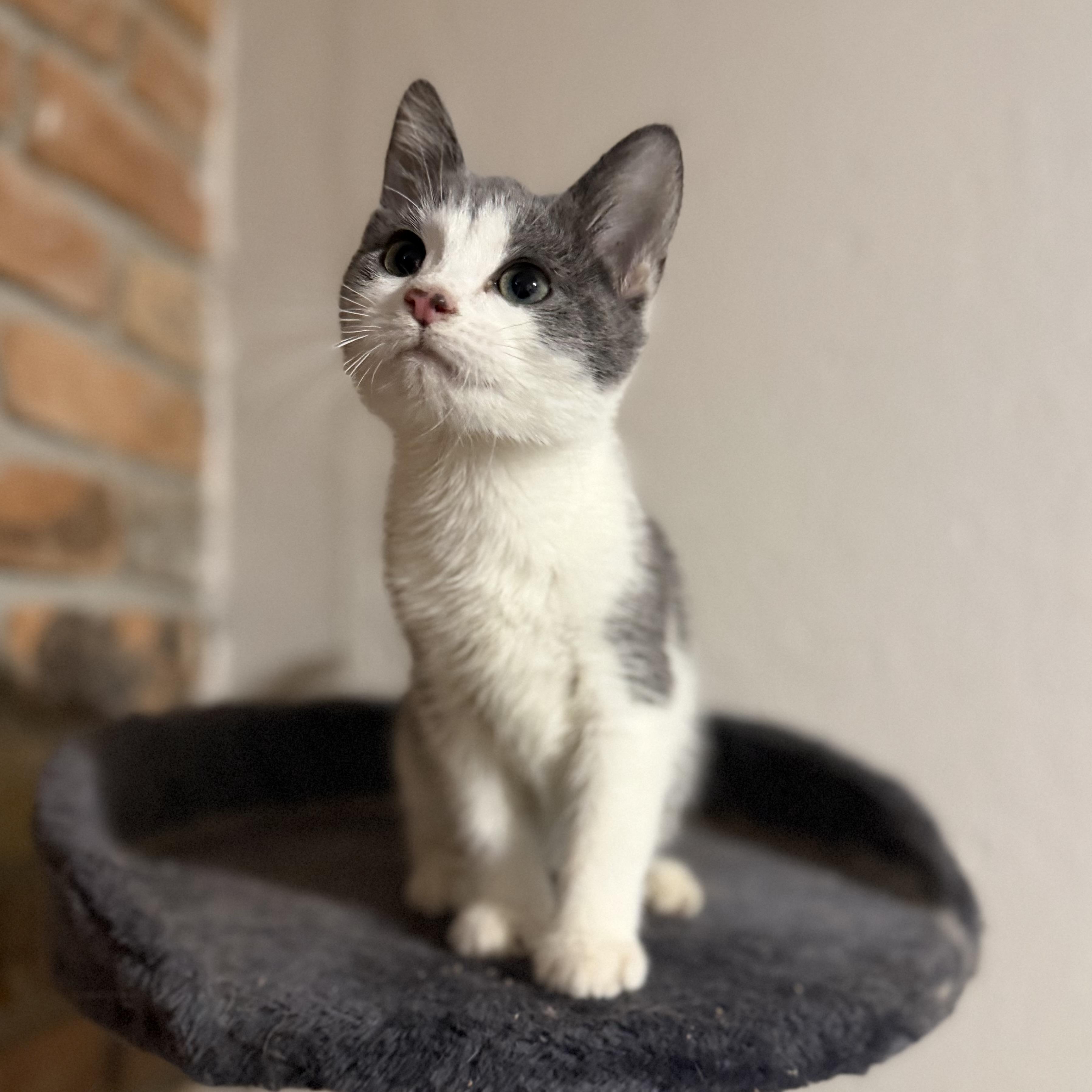 Enlarge Percy, an adopted Domestic Short Hair in Pocatello, ID image 5/6