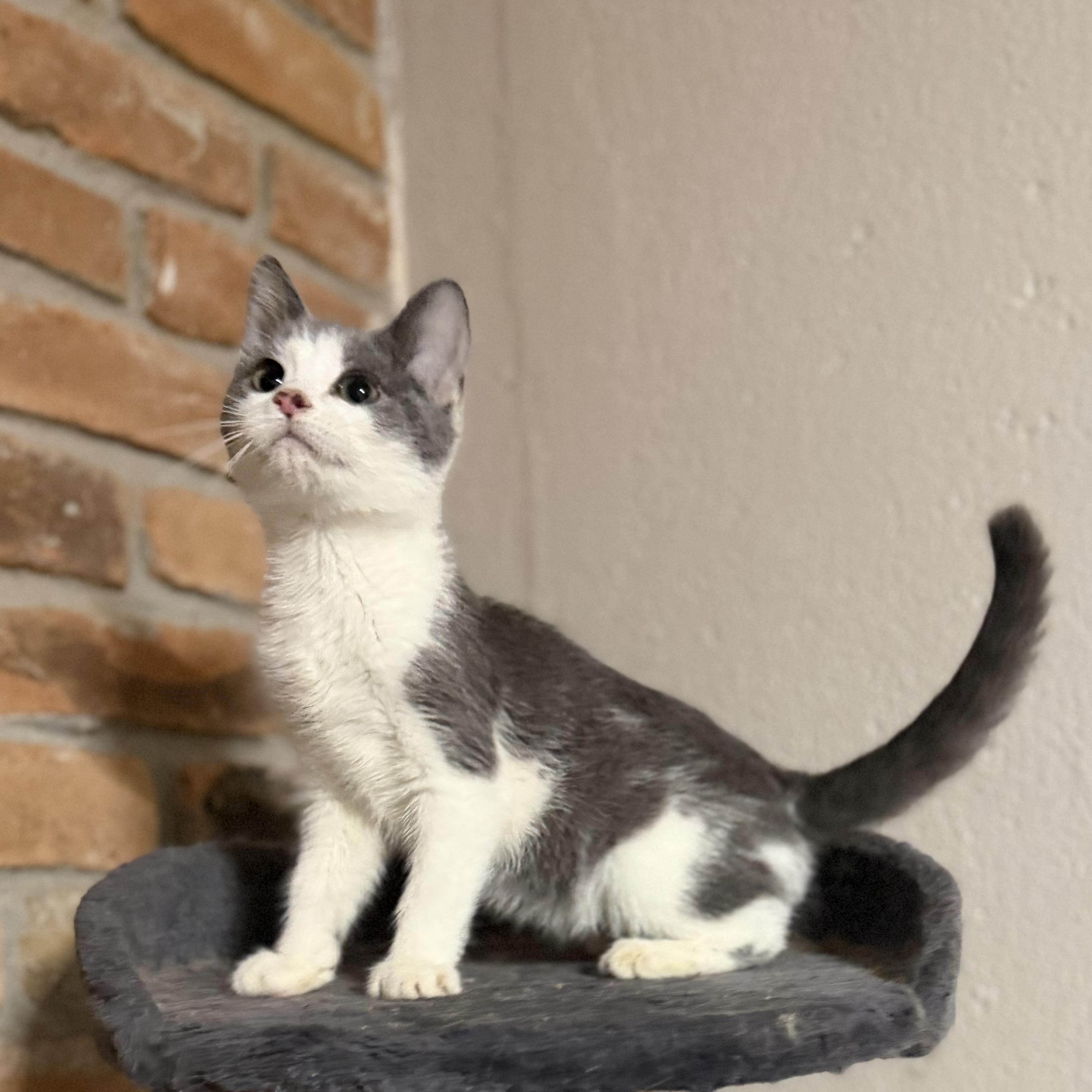 Enlarge Percy, an adopted Domestic Short Hair in Pocatello, ID image 3/6