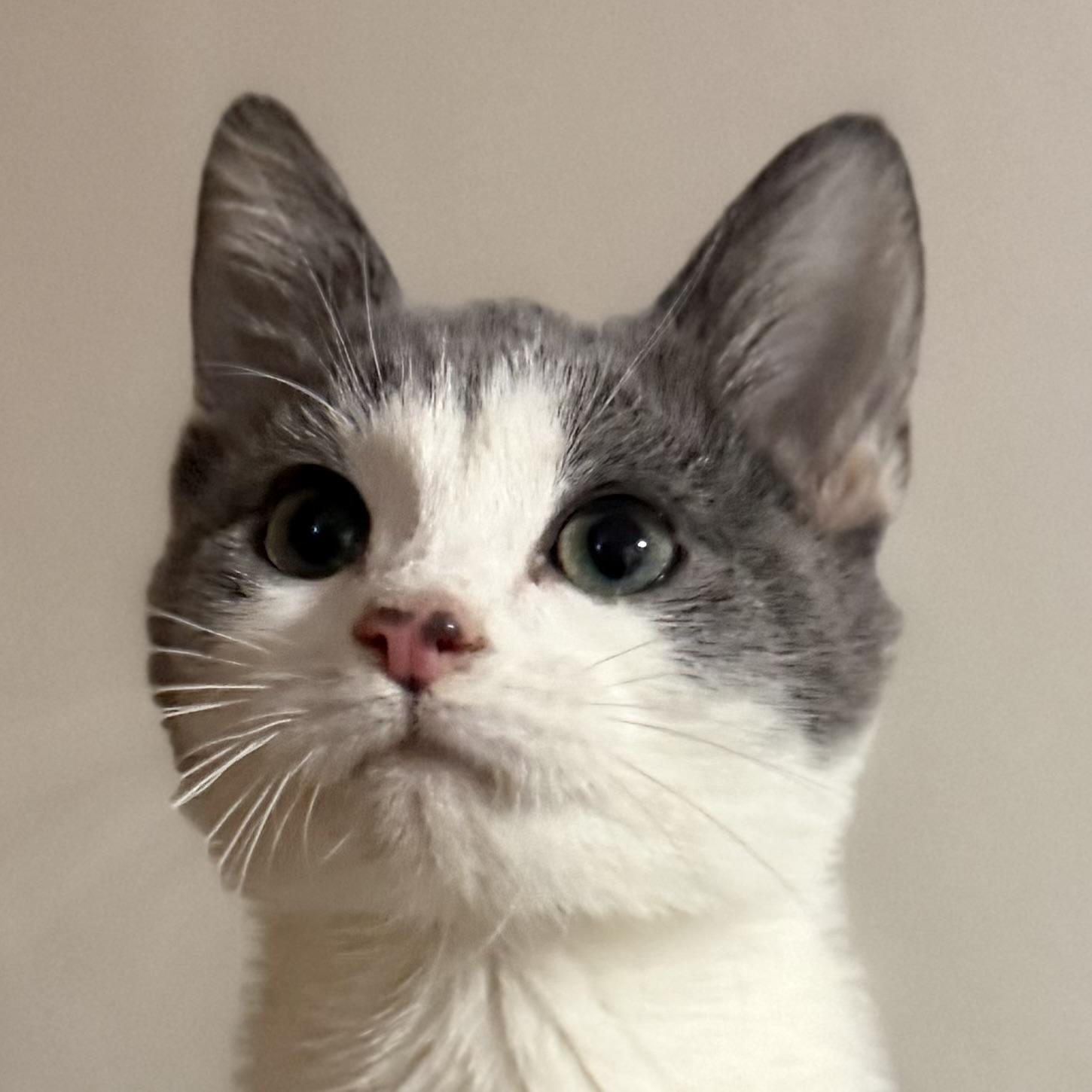 Enlarge Percy, an adopted Domestic Short Hair in Pocatello, ID image 6/6