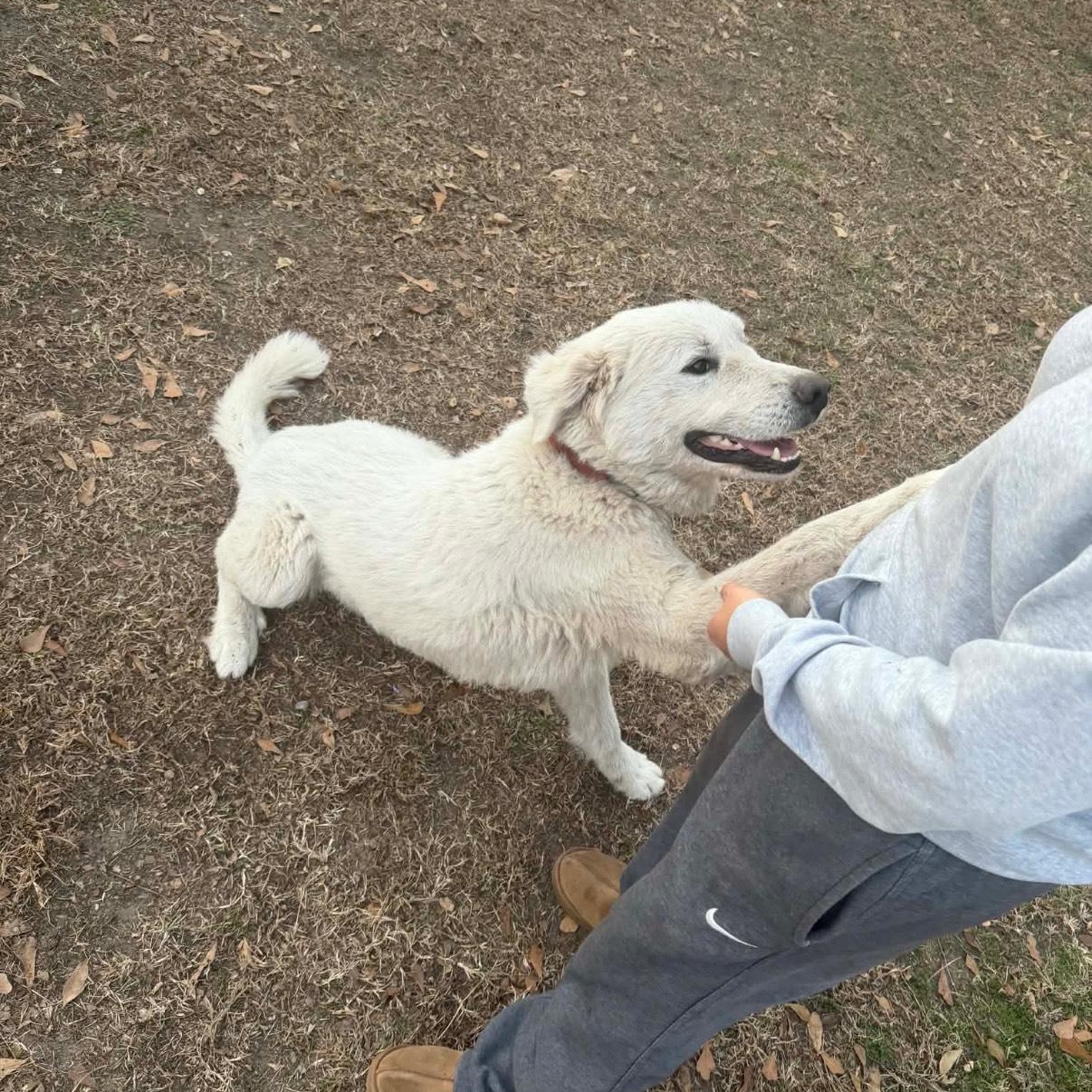 Luke, adopted, Young Male Great Pyrenees.