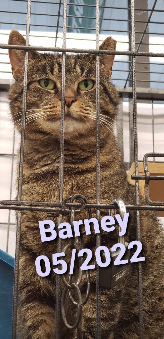 Barney (aka Barnacle Bill), Adoptable, Adult Male Domestic Medium Hair.