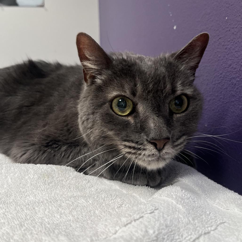 Enlarge Maui, a Adoptable Domestic Short Hair in Englewood, FL image 1/1