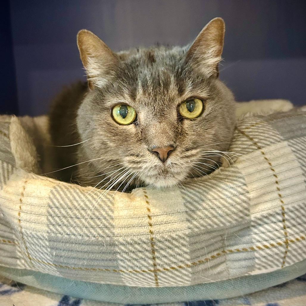 Enlarge Maui, a Adoptable Domestic Short Hair in Englewood, FL image 2/2