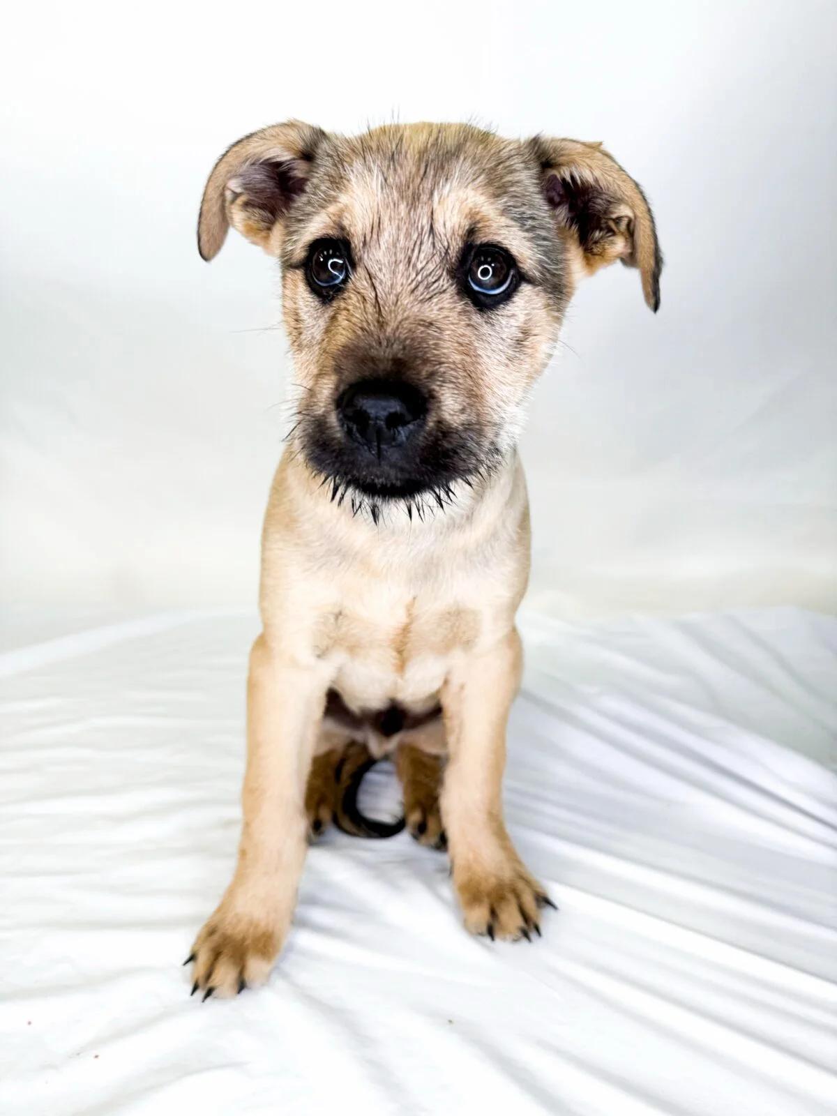 Dwalin, a ADOPTABLE mixed breed in Bixby, OK image 2/4