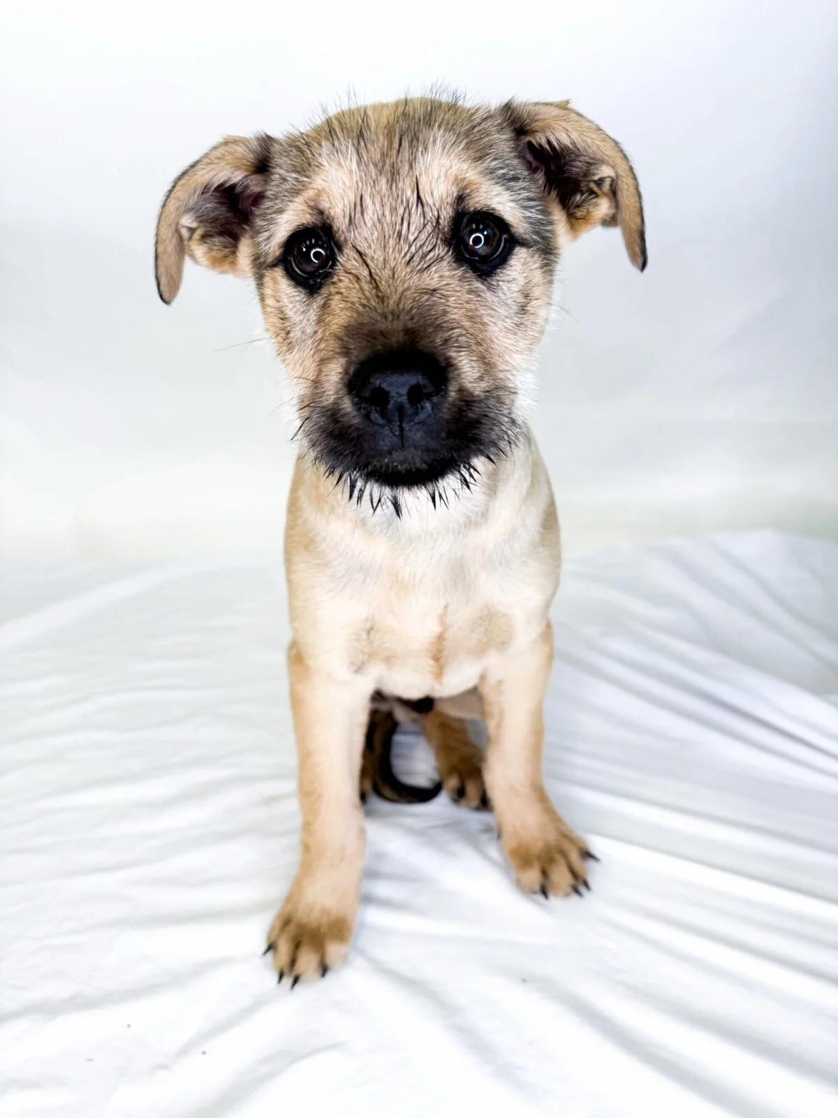 Dwalin, ADOPTABLE, Puppy Male Shepherd.