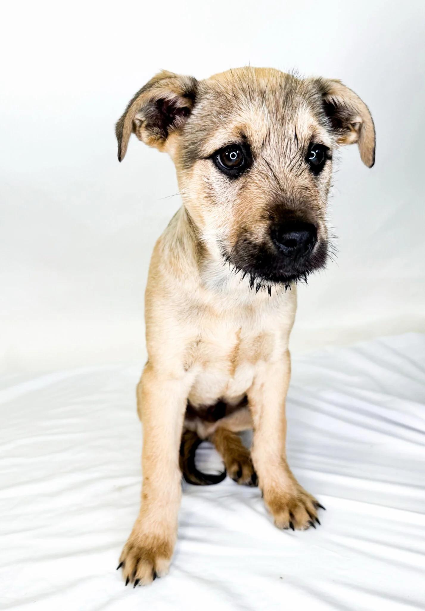 Dwalin, a ADOPTABLE mixed breed in Bixby, OK image 4/4