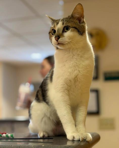 Jet, a ADOPTABLE mixed breed in Fremont, MI image 1/2