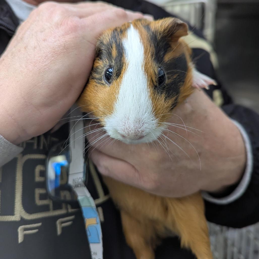 Enlarge Larry, an adoptable Guinea Pig in Wilmington, NC image 2/2