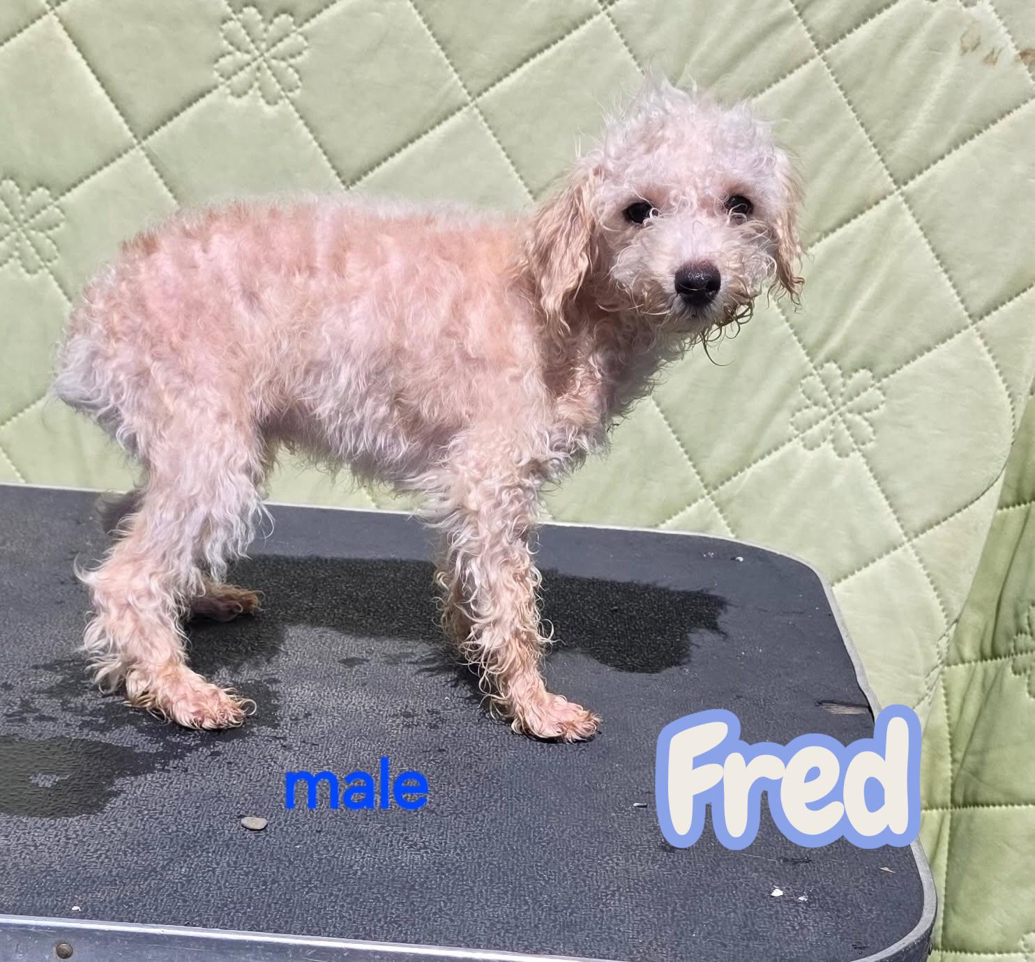Fred , ADOPTABLE, Puppy Male Schnoodle.